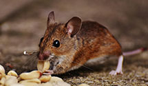 24 Hour & Emergency Exterminators in North Myrtle Beach, SC